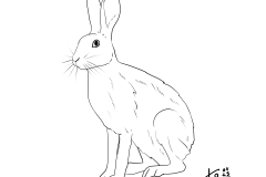 DN_Hase1b